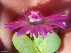 Oscularia vredenburgensis