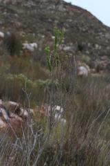 Aspalathus sceptrum-aureum