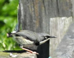 Apalis thoracica claudei