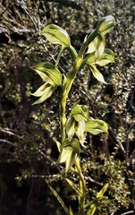 Pterostylis tenuis