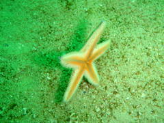 Astropecten irregularis pontoporeus