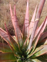 Aloe macroclada image