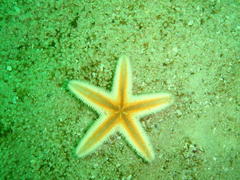 Astropecten irregularis pontoporeus