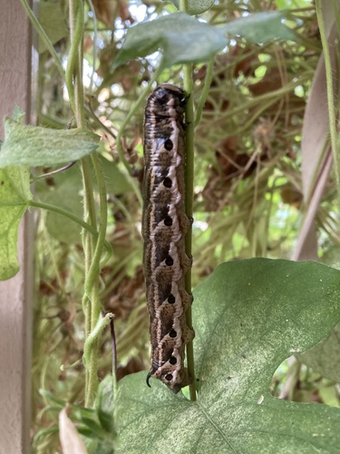 Pink-spotted Hawkmoth photo 4