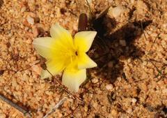 Moraea luteoalba
