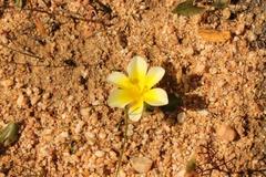 Moraea luteoalba