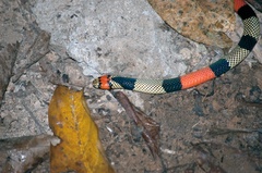 Micrurus obscurus