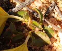 Moraea luteoalba