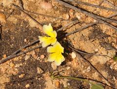 Moraea luteoalba