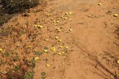 Moraea luteoalba