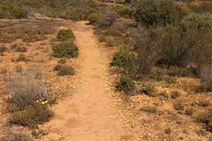 Moraea luteoalba