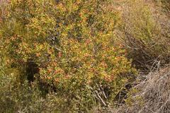 Phylica oleifolia