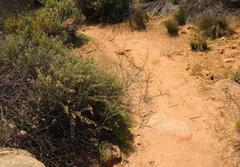 Heliophila cornuta cornuta