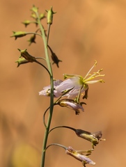 Heliophila cornuta cornuta