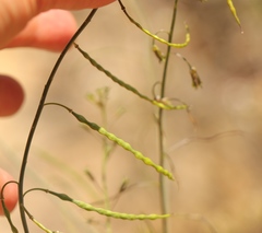 Heliophila cornuta cornuta