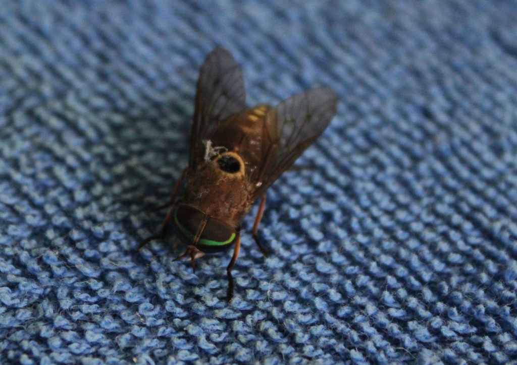 Tabanus albocirculus