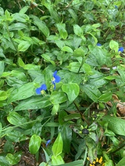 Commelina communis