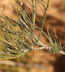 Heliophila cornuta cornuta