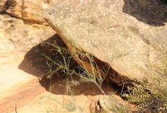 Heliophila cornuta cornuta