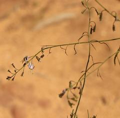 Heliophila cornuta cornuta