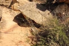 Heliophila cornuta cornuta