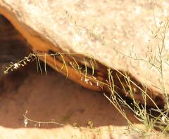 Heliophila cornuta cornuta