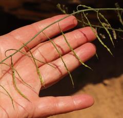 Heliophila cornuta cornuta
