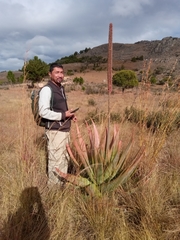 Aloe macroclada image