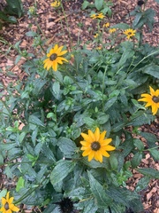 Rudbeckia