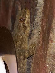 Homopholis walbergii