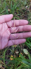 Brachypodium pinnatum