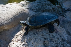 Trachemys scripta troostii