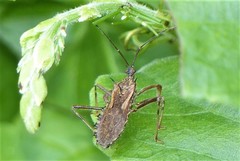 Rhachicephala dilatibia