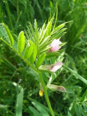 Vicia lutea