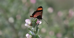 Acraea acara