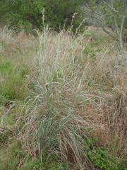 Cymbopogon pospischilii