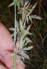 Cymbopogon pospischilii
