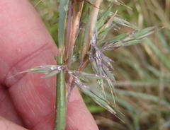 Cymbopogon pospischilii
