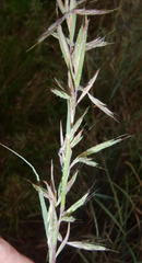 Cymbopogon pospischilii