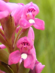 Disa stachyoides