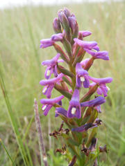 Disa stachyoides