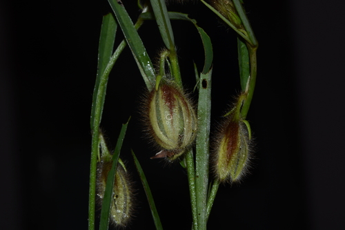 Image of Crotalaria calycina by no rights reserved
