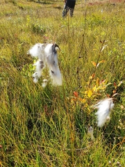 Eriophorum latifolium
