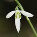 Queen Olga's Snowdrop - Photo (c) Miltos Gikas, some rights reserved (CC BY-NC)