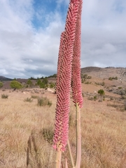 Aloe macroclada image