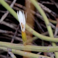 Kleinia longiflora