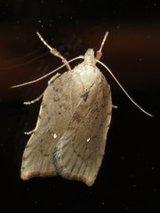 Arachnographa micrastrella