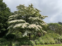 Cornus kousa