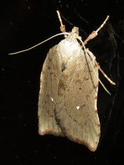 Arachnographa micrastrella