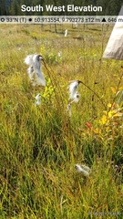 Eriophorum latifolium